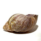 Snail Shells