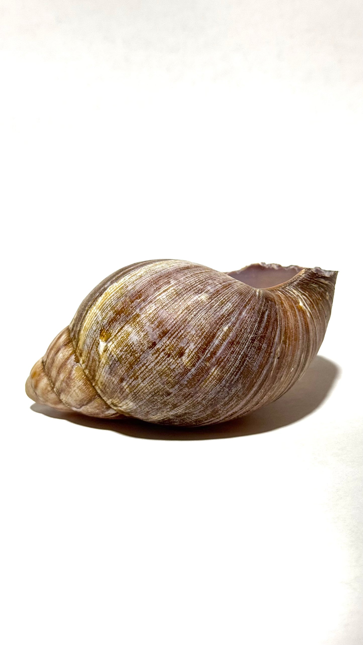 Snail Shells