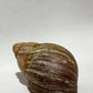 Snail Shells