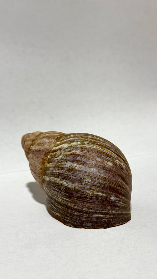 Snail Shells