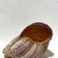 Snail Shells