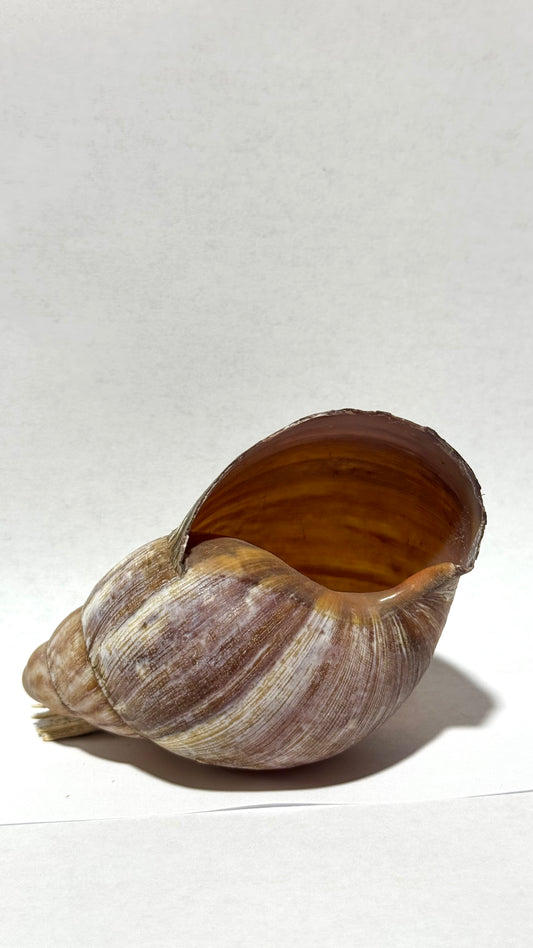Snail Shells